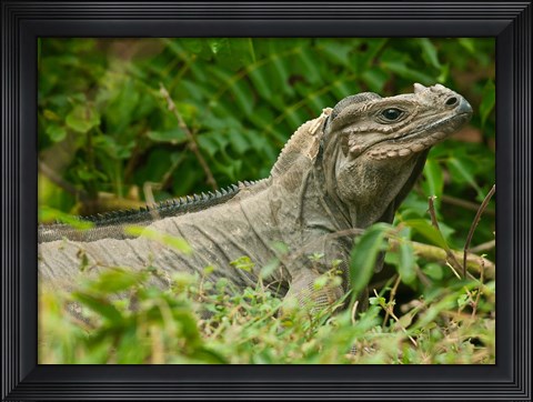 Framed Ground Iguana lizard, Pajaros, Mona Island, Puerto Rico Print
