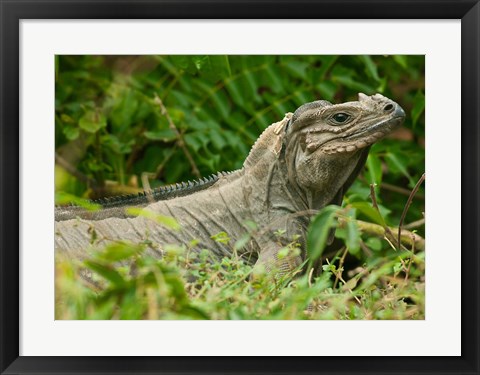 Framed Ground Iguana lizard, Pajaros, Mona Island, Puerto Rico Print