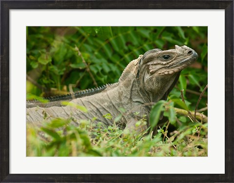 Framed Ground Iguana lizard, Pajaros, Mona Island, Puerto Rico Print