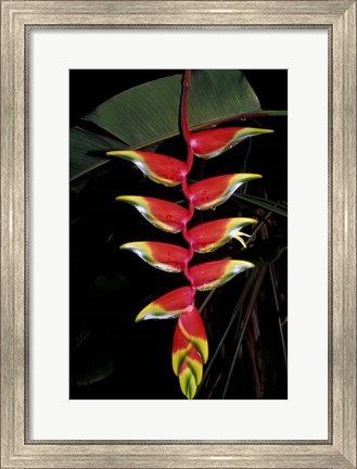 Framed Tropical Flower on Culebra Island, Puerto Rico Print