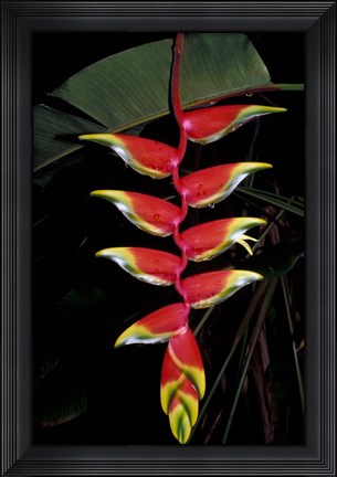 Framed Tropical Flower on Culebra Island, Puerto Rico Print