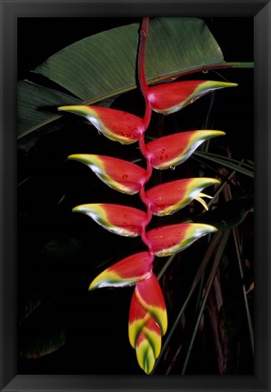 Framed Tropical Flower on Culebra Island, Puerto Rico Print