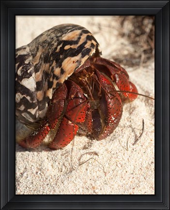 Framed Caribbean hermit crab, Mona Island, Puerto Rico Print