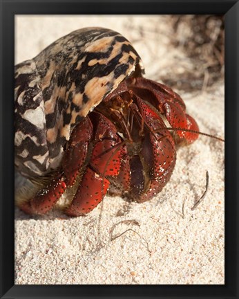 Framed Caribbean hermit crab, Mona Island, Puerto Rico Print