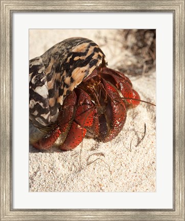 Framed Caribbean hermit crab, Mona Island, Puerto Rico Print
