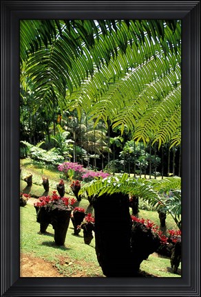 Framed Tropical Plants at the Pitons du Carbet, Martinique, Caribbean Print