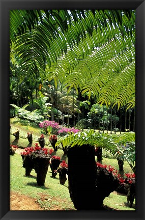 Framed Tropical Plants at the Pitons du Carbet, Martinique, Caribbean Print