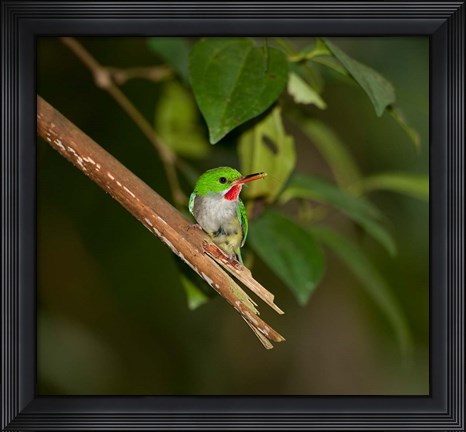 Framed Puerto Rican Tody, Bird, El Yunque NF, Puerto Rico Print
