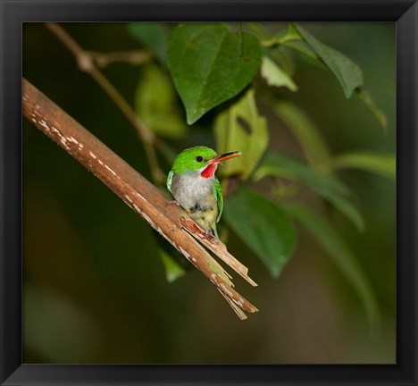 Framed Puerto Rican Tody, Bird, El Yunque NF, Puerto Rico Print