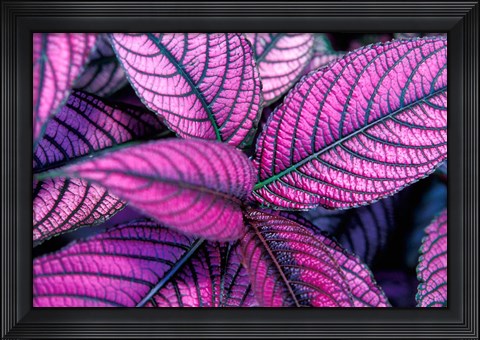 Framed Fond Dous Estate, Persian Shield, St Lucia, Caribbean Print