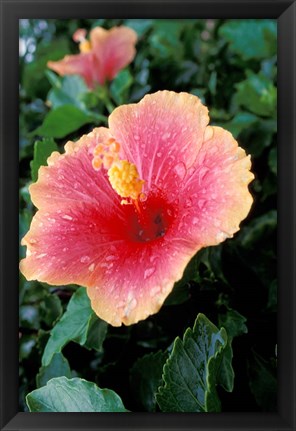 Framed Hibiscus Flower in Bloom, St Kitts, Caribbean Print