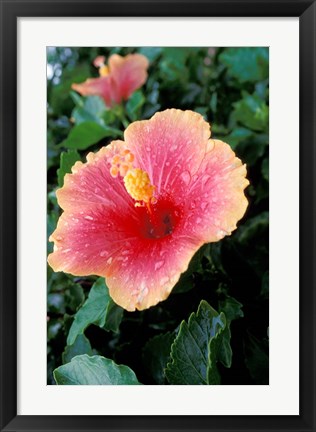 Framed Hibiscus Flower in Bloom, St Kitts, Caribbean Print