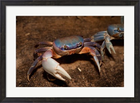 Framed Blue Crab, served in local restaurants, Old San Juan Print
