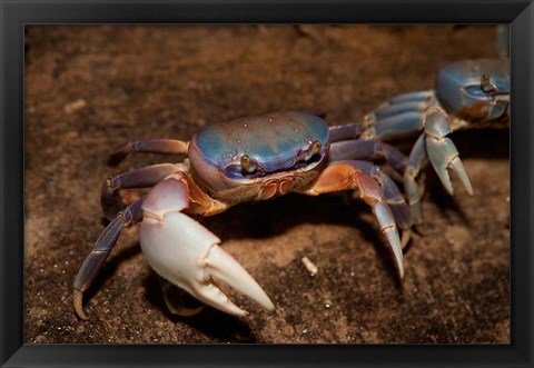 Framed Blue Crab, served in local restaurants, Old San Juan Print