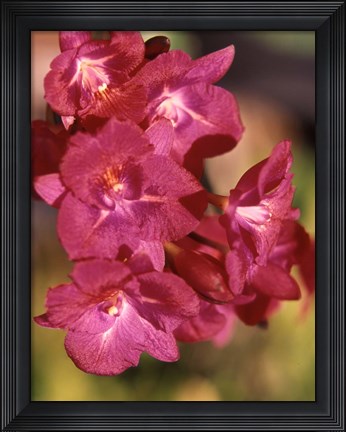 Framed Flora, Caribbean Print