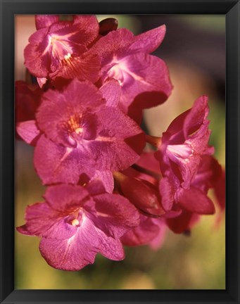 Framed Flora, Caribbean Print