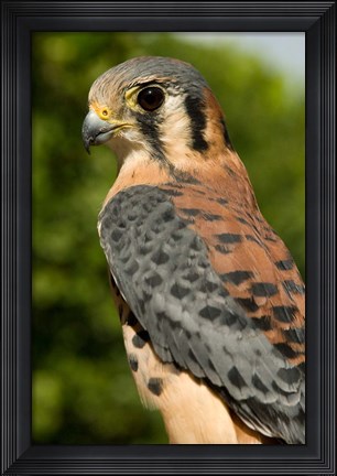 Framed USVI, St Croix, Rescued American kestrel bird Print