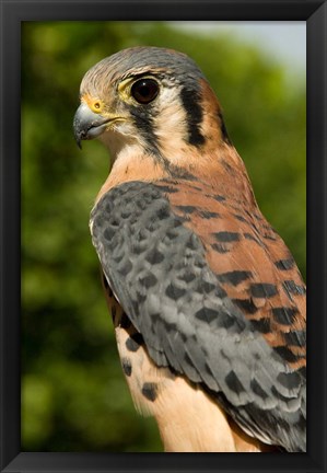 Framed USVI, St Croix, Rescued American kestrel bird Print