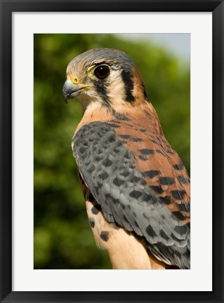 Framed USVI, St Croix, Rescued American kestrel bird Print