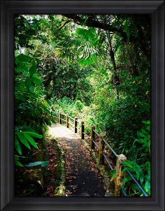 Framed Puerto Rico, Luquillo, El Yunque National Forest path Print