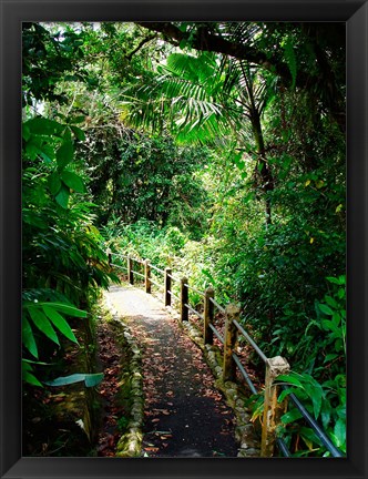 Framed Puerto Rico, Luquillo, El Yunque National Forest path Print