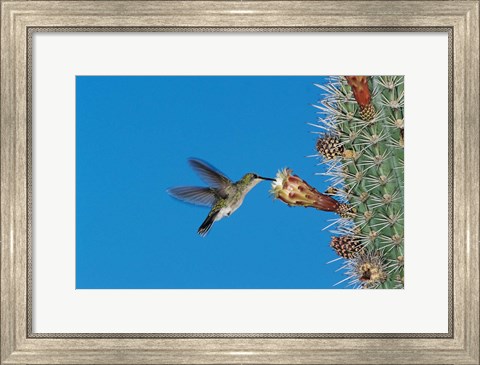 Framed Antillean Mango Hummingbird, Bosque Estatal De Guanica, Puerto Rico Print