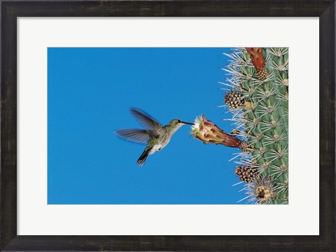 Framed Antillean Mango Hummingbird, Bosque Estatal De Guanica, Puerto Rico Print
