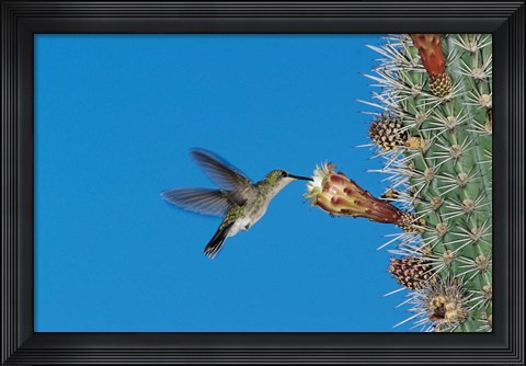 Framed Antillean Mango Hummingbird, Bosque Estatal De Guanica, Puerto Rico Print