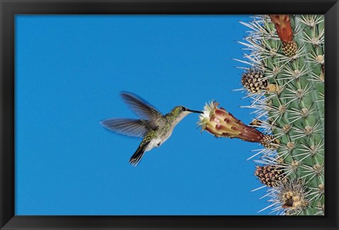 Framed Antillean Mango Hummingbird, Bosque Estatal De Guanica, Puerto Rico Print