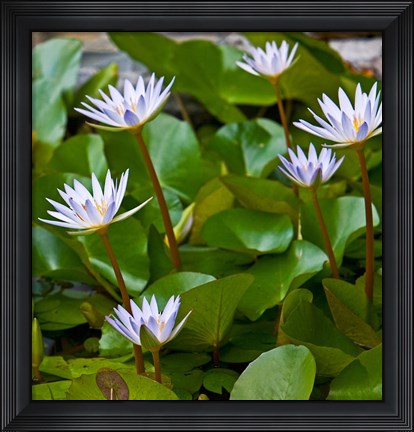 Framed Pygmy Water Lily flower Print