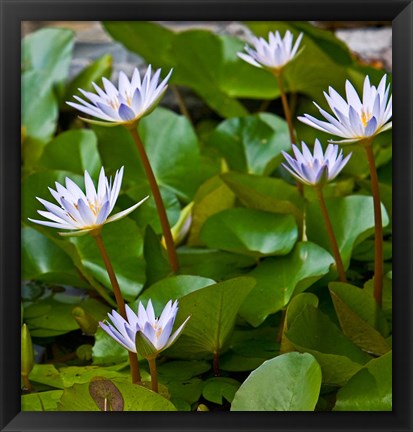 Framed Pygmy Water Lily flower Print