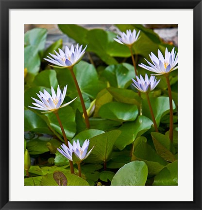 Framed Pygmy Water Lily flower Print