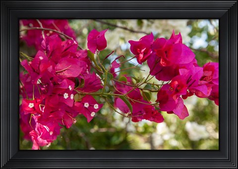 Framed Bougainvillea flowers, Grand Cayman, Cayman Islands, British West Indies Print
