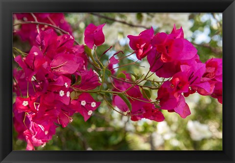 Framed Bougainvillea flowers, Grand Cayman, Cayman Islands, British West Indies Print