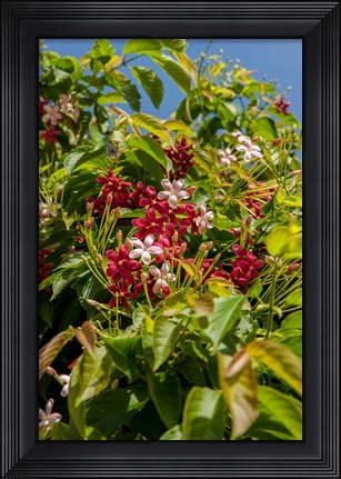 Framed Tropical flora, Grand Cayman, Cayman Islands, British West Indies Print