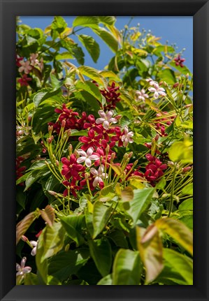 Framed Tropical flora, Grand Cayman, Cayman Islands, British West Indies Print