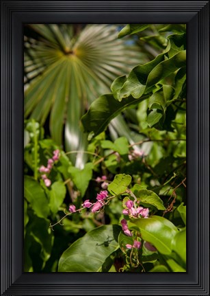 Framed Tropical flowers and palm tree, Grand Cayman, Cayman Islands, British West Indies Print