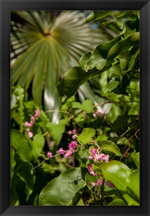 Framed Tropical flowers and palm tree, Grand Cayman, Cayman Islands, British West Indies Print