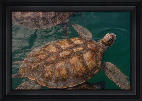 Framed Turtle Farm, Green Sea Turtle, Grand Cayman, Cayman Islands, British West Indies Print
