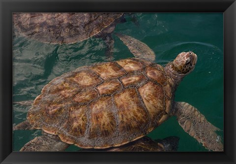 Framed Turtle Farm, Green Sea Turtle, Grand Cayman, Cayman Islands, British West Indies Print