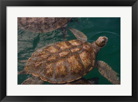 Framed Turtle Farm, Green Sea Turtle, Grand Cayman, Cayman Islands, British West Indies Print