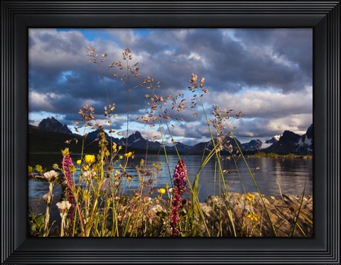 Framed Wildflowers, Jasper National Park, Alberta, Canada Print