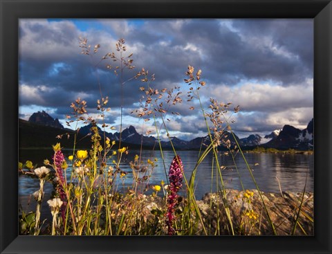 Framed Wildflowers, Jasper National Park, Alberta, Canada Print