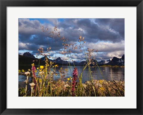 Framed Wildflowers, Jasper National Park, Alberta, Canada Print