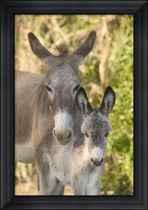 Framed Mother and Baby Donkeys on Salt Cay Island, Turks and Caicos, Caribbean Print