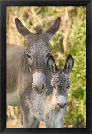 Framed Mother and Baby Donkeys on Salt Cay Island, Turks and Caicos, Caribbean Print