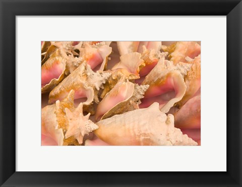 Framed Conch Shells, Blue Hill Beach, Turks and Caicos, Caribbean Print