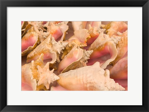 Framed Conch Shells, Blue Hill Beach, Turks and Caicos, Caribbean Print