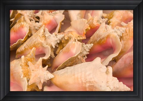 Framed Conch Shells, Blue Hill Beach, Turks and Caicos, Caribbean Print