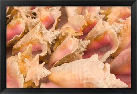 Framed Conch Shells, Blue Hill Beach, Turks and Caicos, Caribbean Print